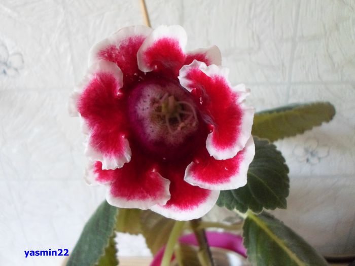 280 - Gloxinia Kaiser Friedrich-pierdut