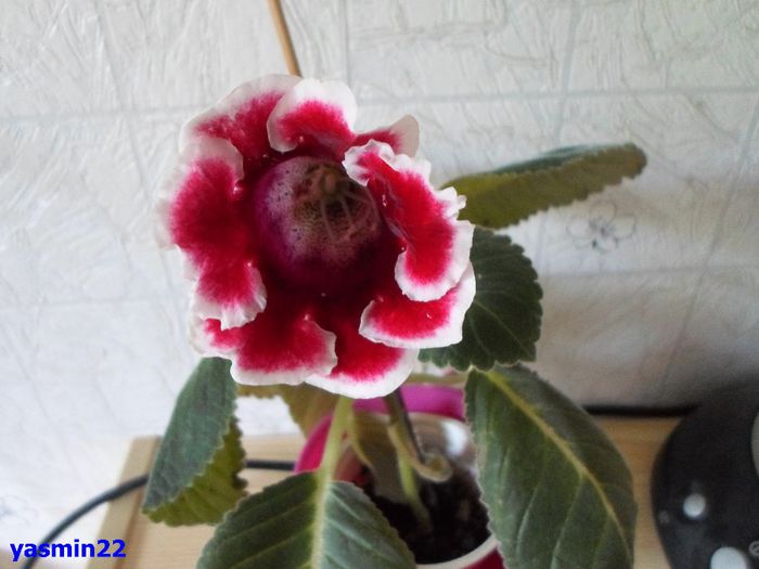 285 - Gloxinia Kaiser Friedrich-pierdut