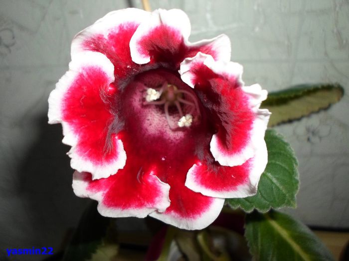 286 - Gloxinia Kaiser Friedrich-pierdut