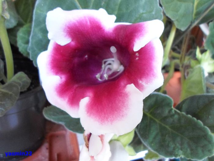 952 - Gloxinia Kaiser Friedrich-pierdut