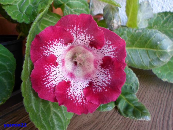 926 - Gloxinia Tigrina Roșie -pierdut