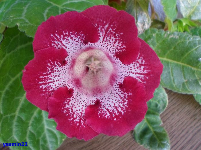 928 - Gloxinia Tigrina Roșie -pierdut