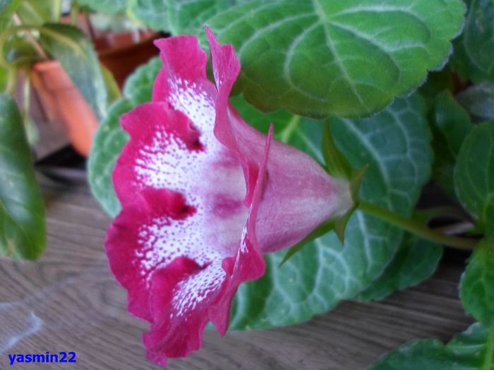 931 - Gloxinia Tigrina Roșie -pierdut