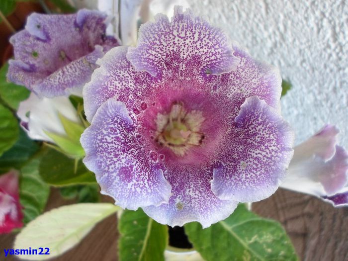 943 - Gloxinia Dozhdinka-pierdut