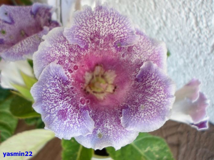 944 - Gloxinia Dozhdinka-pierdut