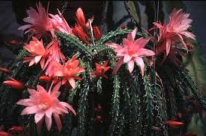 aporocactus corai - Colectie APOROCACTUS