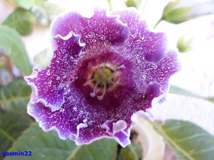 948 - Gloxinia Dozhdinka-pierdut