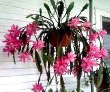 epiphylum roz