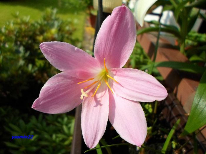 060   aug-sep.2014 - X-Zephyranthes