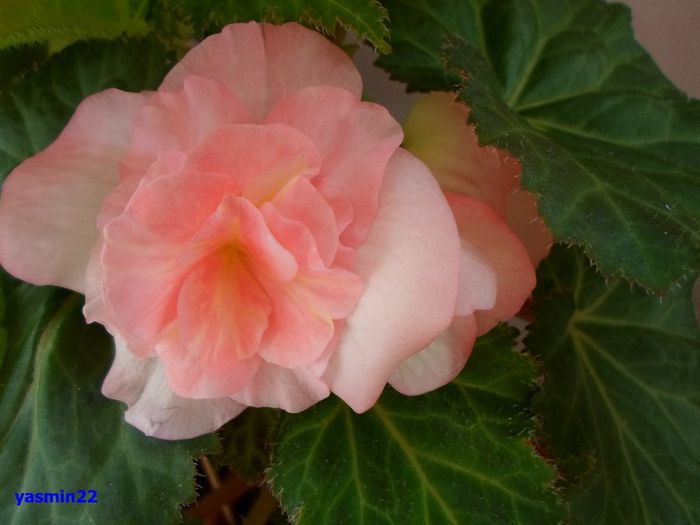 062 - 5-Begonia