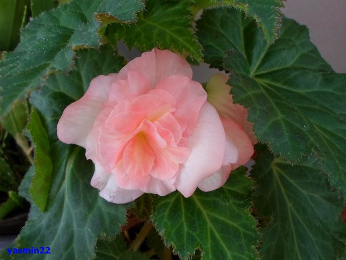 066 - 5-Begonia