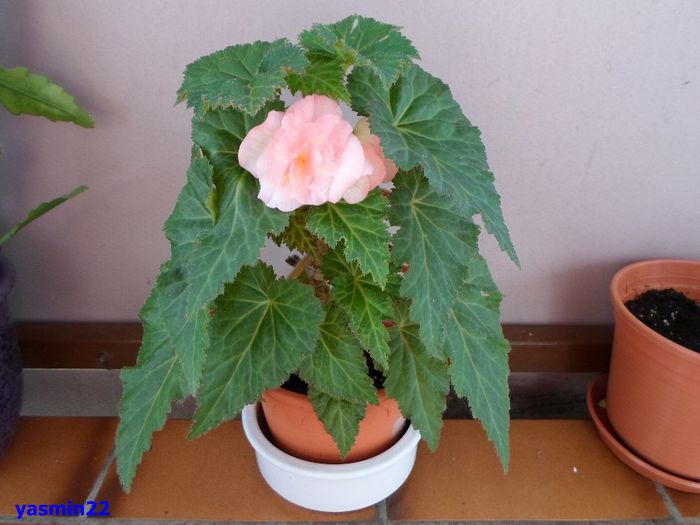 068 - 5-Begonia