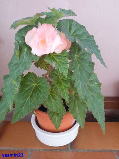 070 - 5-Begonia