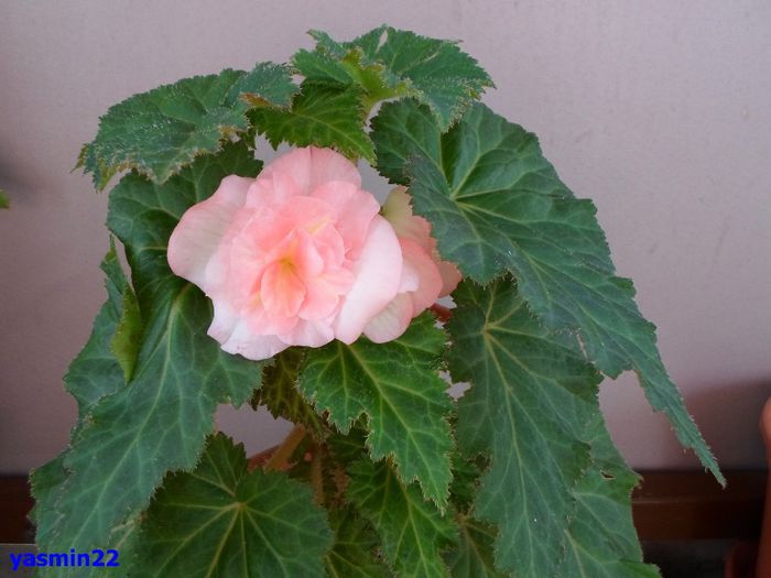 071 - 5-Begonia