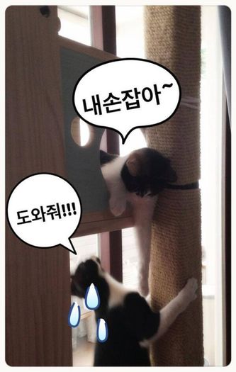 bamby dara cat - 2NE1 animals