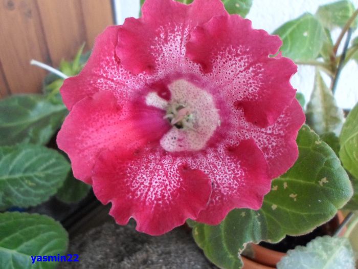 001 - Gloxinia Tigrina Roșie -pierdut