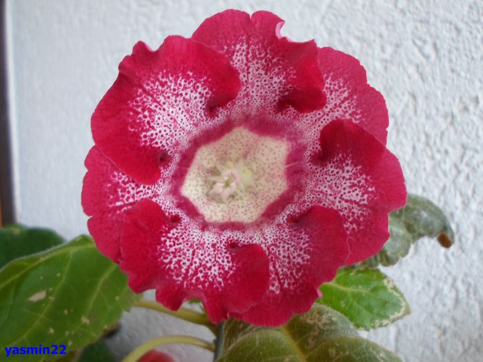 004 - Gloxinia Tigrina Roșie -pierdut