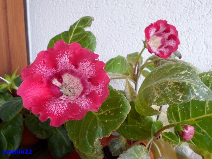 005 - Gloxinia Tigrina Roșie -pierdut