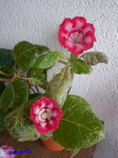 024 - Gloxinia Tigrina Roșie -pierdut