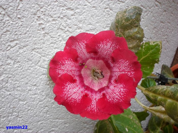 025 - Gloxinia Tigrina Roșie -pierdut