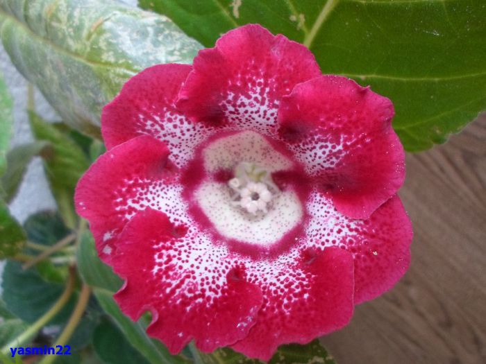 029 - Gloxinia Tigrina Roșie -pierdut