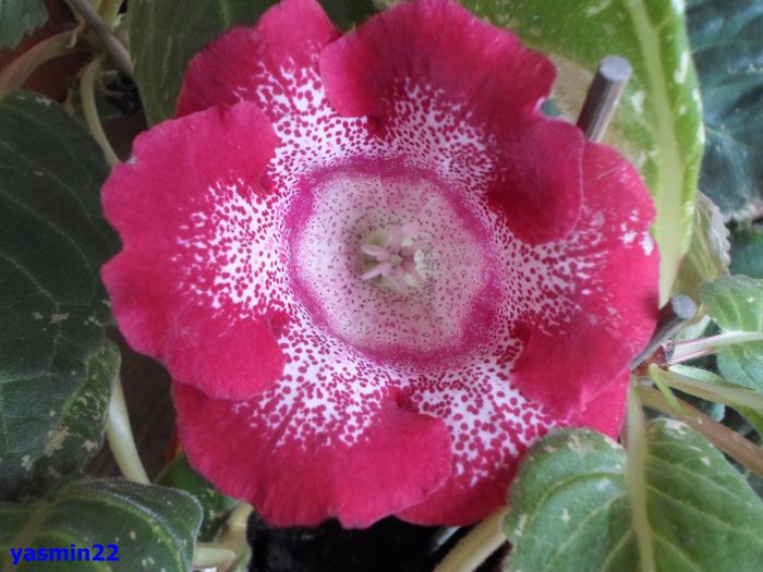 178 - Gloxinia Tigrina Roșie -pierdut