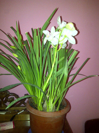 alb - Cymbidium 2013