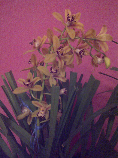 galben flori micute - Cymbidium 2013