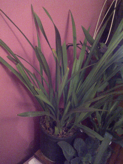 frez - Cymbidium 2013