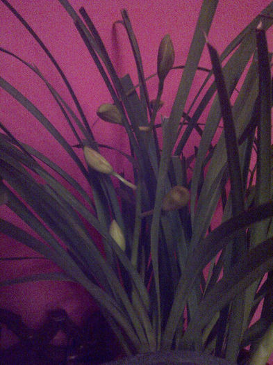 alb a 2 tije - Cymbidium 2013