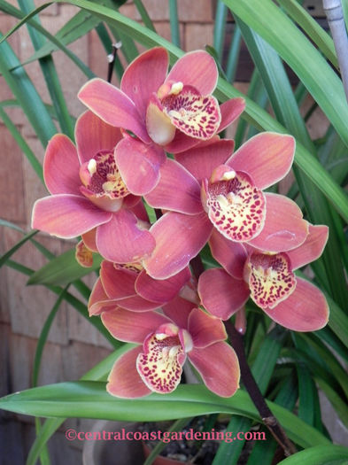 asa infloreste cel frez - Cymbidium 2013