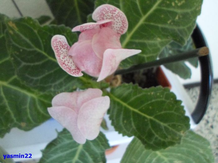 344 - Gloxinia Tigrina Red-Weiss- pierdut