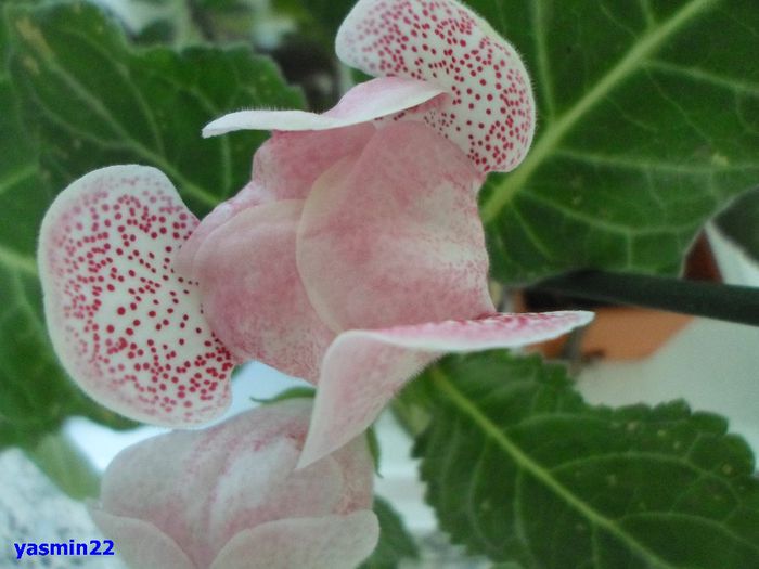 345 - Gloxinia Tigrina Red-Weiss- pierdut