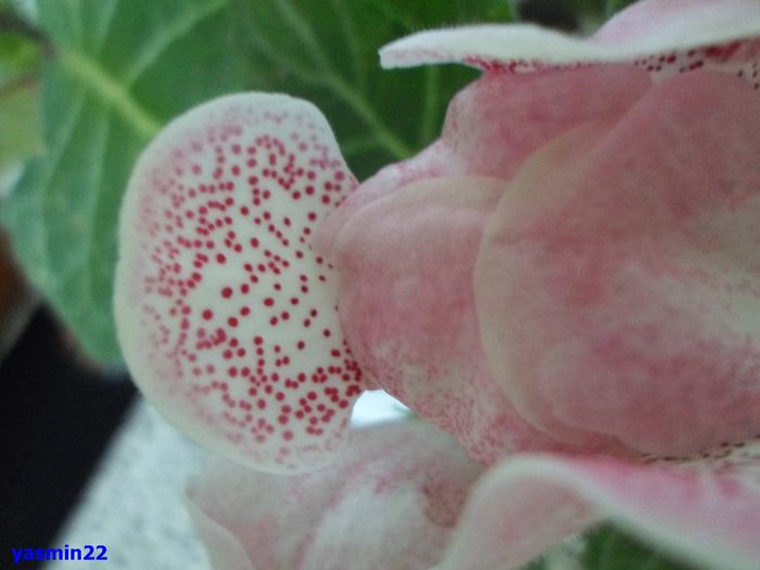 346 - Gloxinia Tigrina Red-Weiss- pierdut