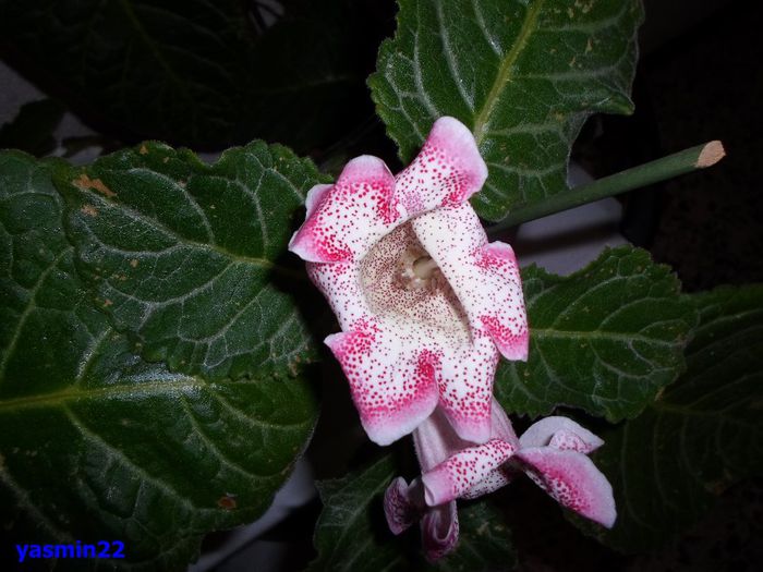 361 - Gloxinia Tigrina Red-Weiss- pierdut