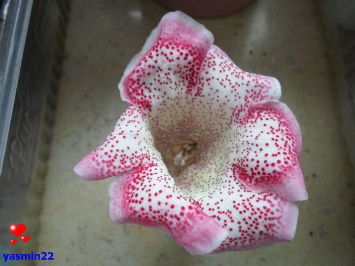 363 - Gloxinia Tigrina Red-Weiss- pierdut