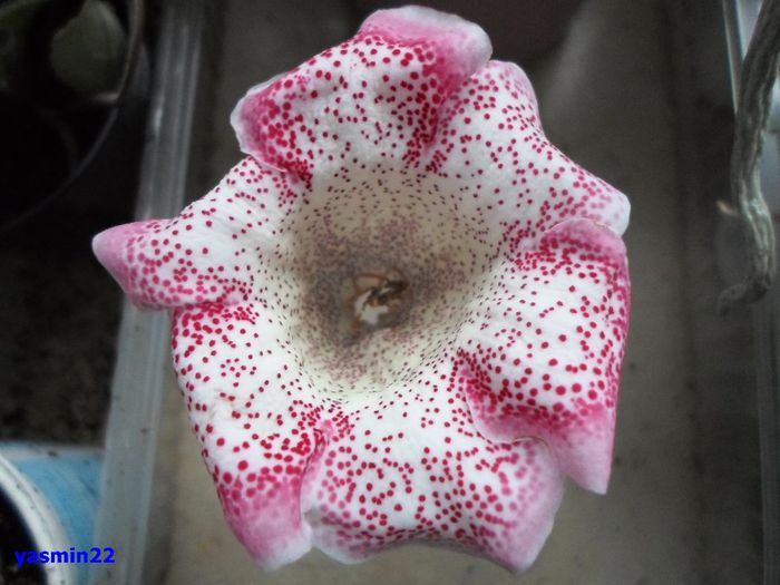 371 - Gloxinia Tigrina Red-Weiss- pierdut