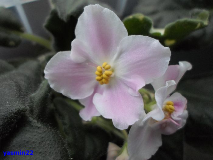 389 - A-Ajutor la identificat violete si alte plante