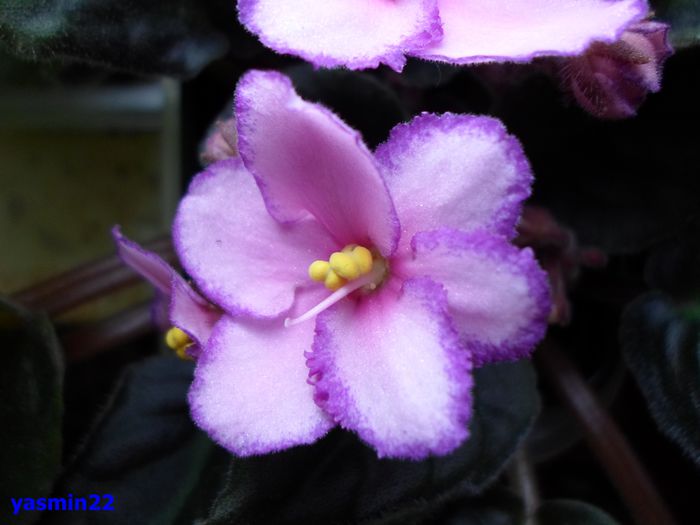 322 - A-Ajutor la identificat violete si alte plante