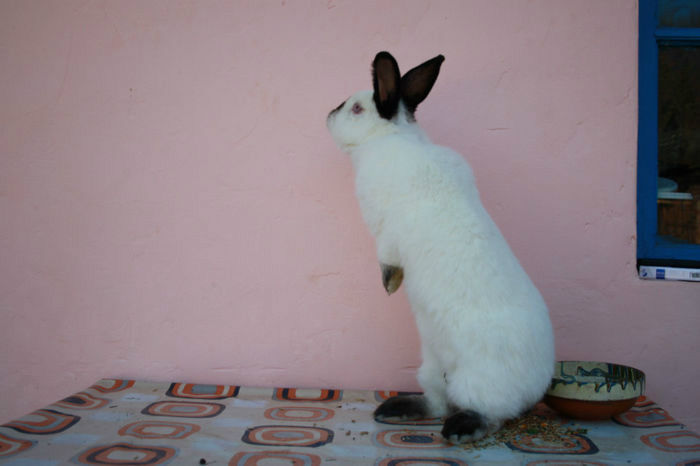 93766487_NBHEJTQ3[2]