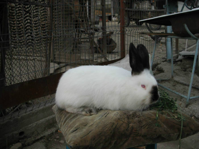 93769503_IVDRUBK3[2]