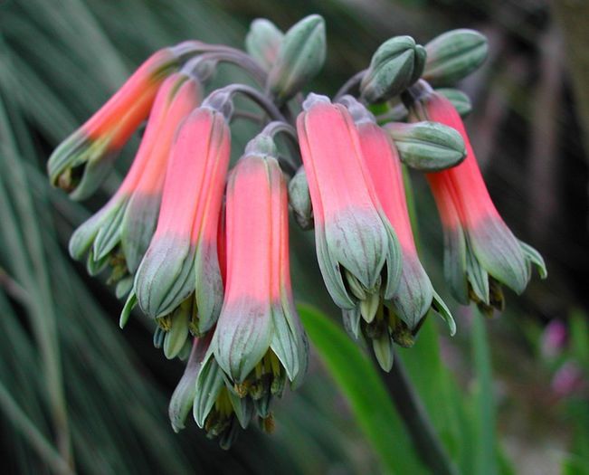 Alstroemeria_isabellana - a-alte seminte rare