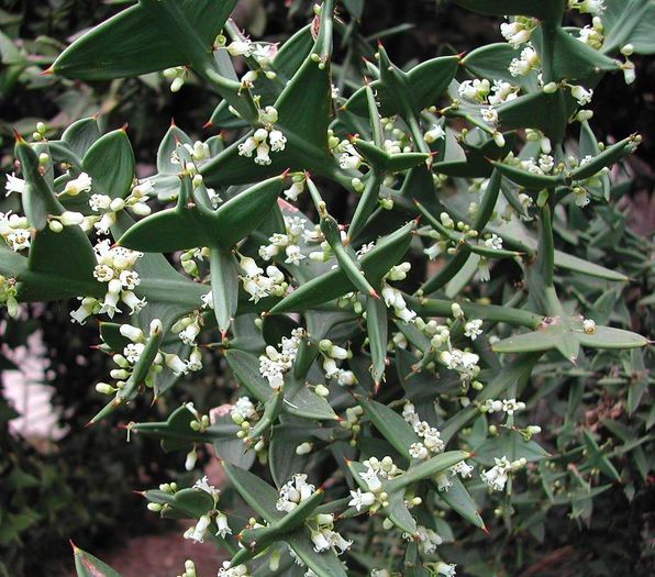 Colletia_paradoxa_cruciata - a-alte seminte rare