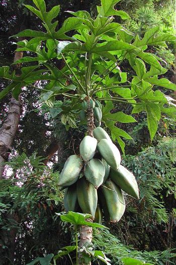 Babaco_Carica_pentagonia - a-alte seminte rare