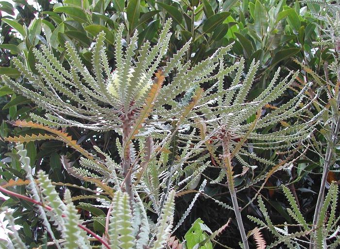 Banksia_speciosa - a-alte seminte rare