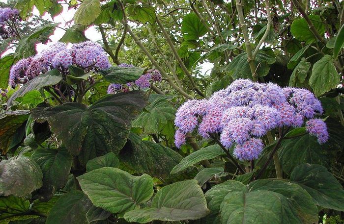 Bartlettina_sordida - a-alte seminte rare