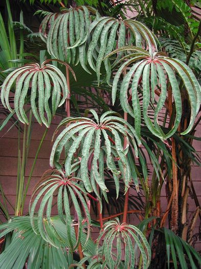 Begonia_luxurians - a-alte seminte rare
