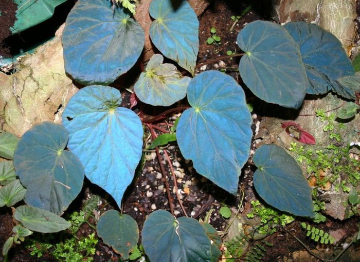 Begonia_pavonina - a-alte seminte rare