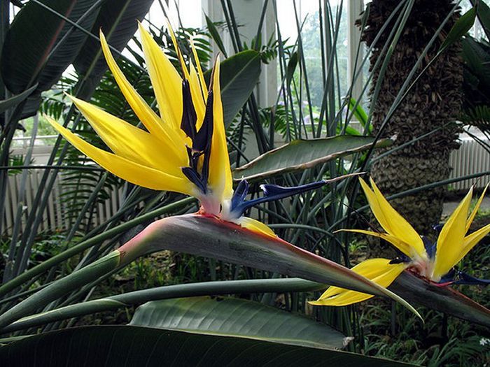 Strelitzia_reginae_galbena - a-alte seminte rare