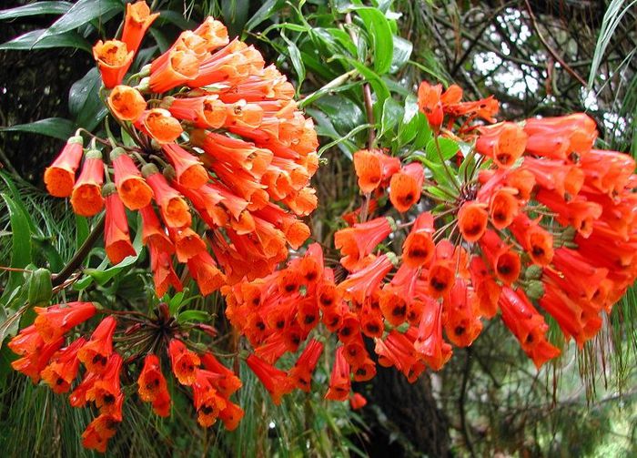 Bomarea_acutifolia - a-alte seminte rare